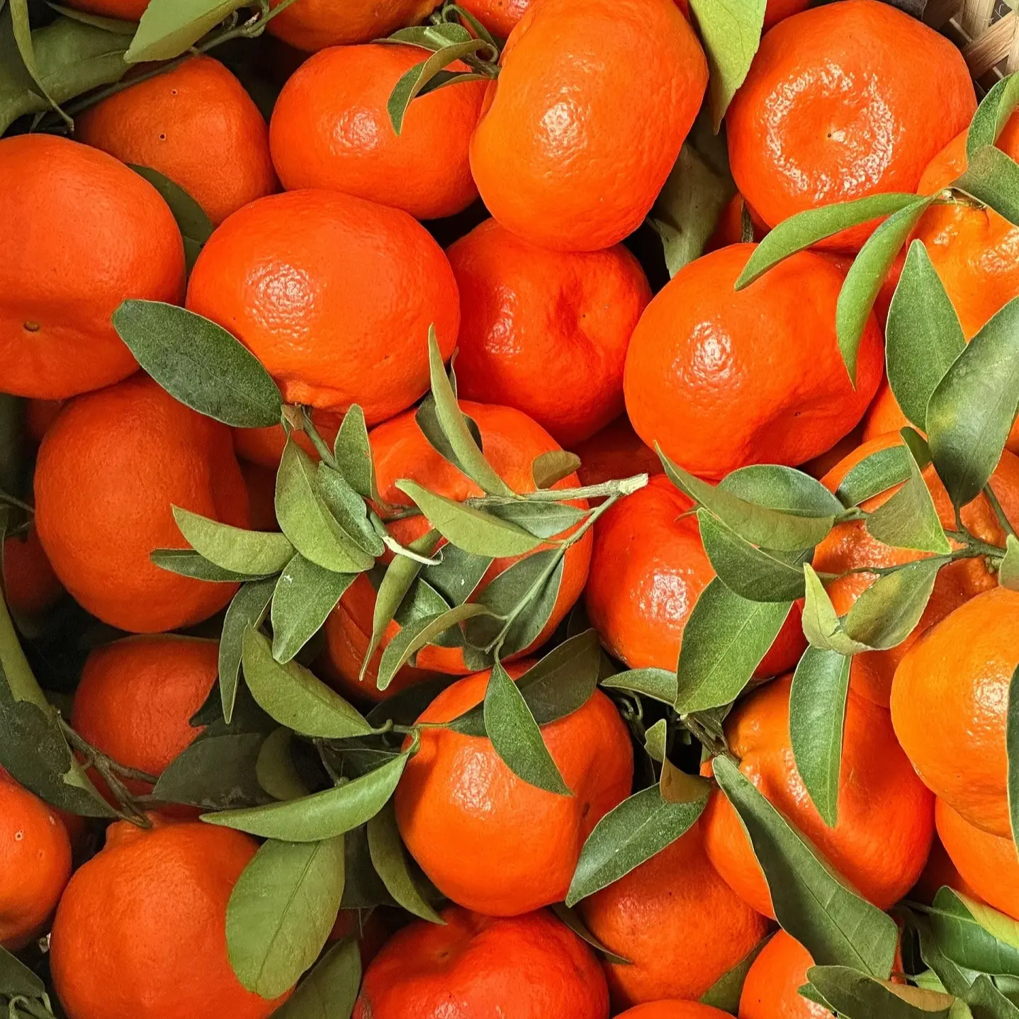 《雾都幺妹》重庆农家露天自种新鲜水果红橘当季应季新果