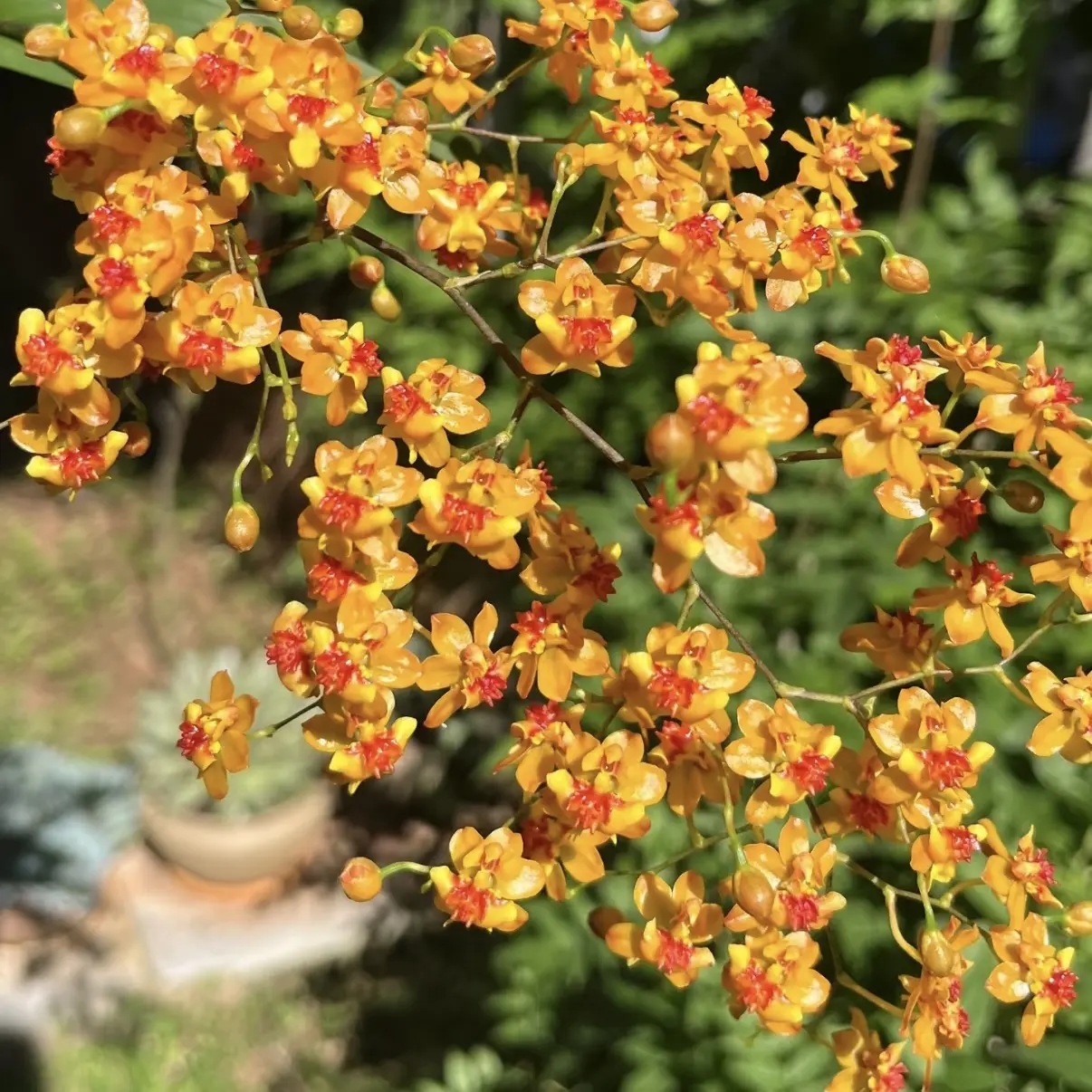【橙黄色】 梦香兰 130盆 室内 年宵花 花香浓郁