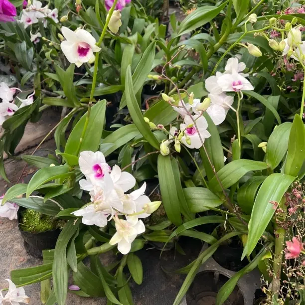 石斛兰盆栽带花苞