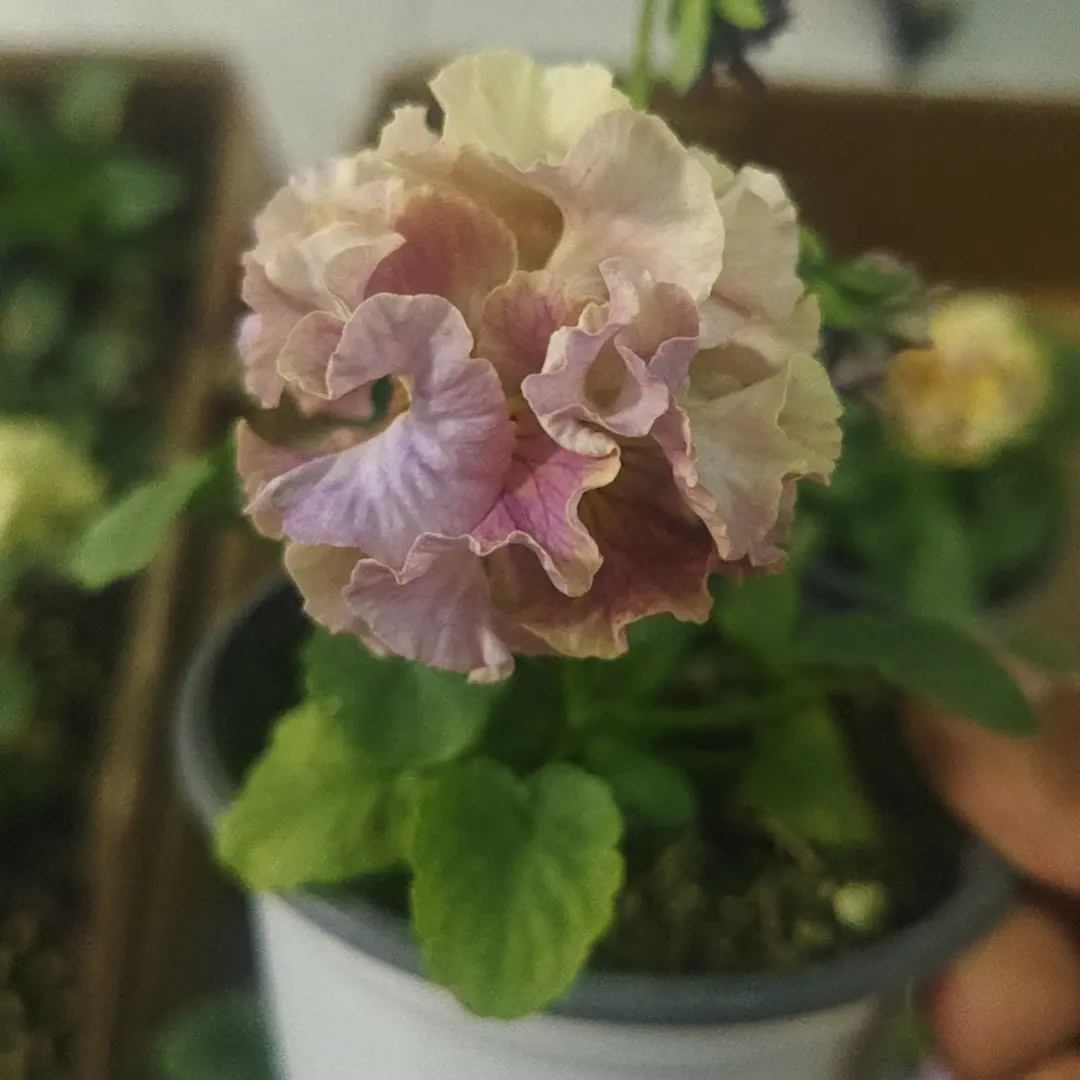 皱边角堇德古拉礼服耐寒阳台冬季盆栽好养花卉