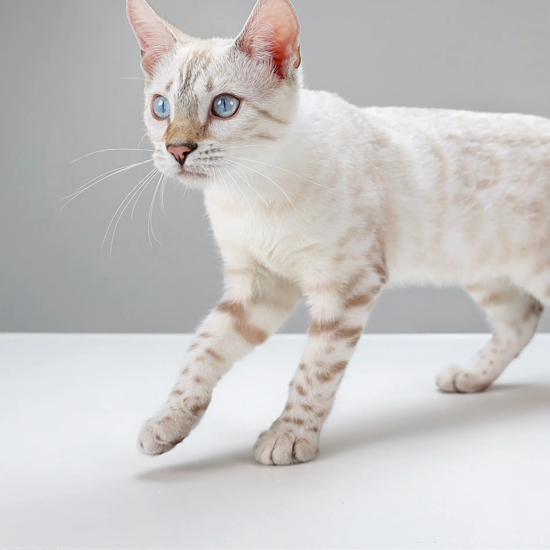 冰雪奇缘四姐妹：艾莎