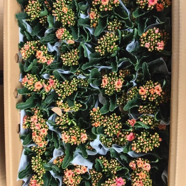 花后苗，随机3棵。除黑腐不售后，建议勿拍