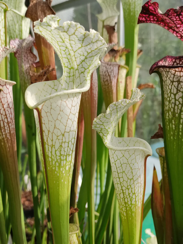 【白飓风瓶子草】食虫植物吃苍蝇蚊子趣味室内绿植花卉办公室盆栽