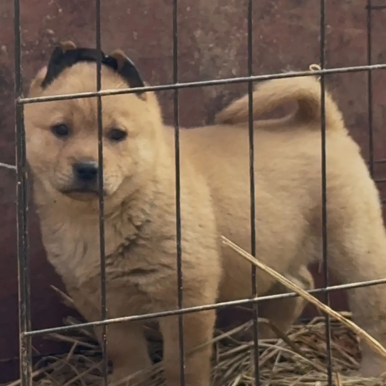 中华田园犬纯黄小母狗50天8斤