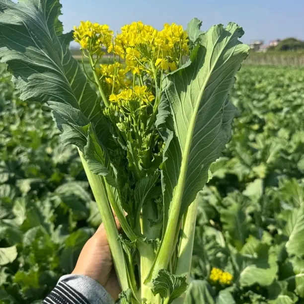【肥仔鹏】增城迟菜心 新鲜采摘 菜心 鲜嫩脆甜当季蔬菜