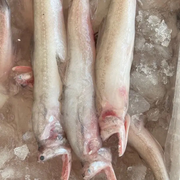 全国包邮  新鲜豆腐鱼东海龙头鱼九肚鱼  广东阳江海陵岛发货