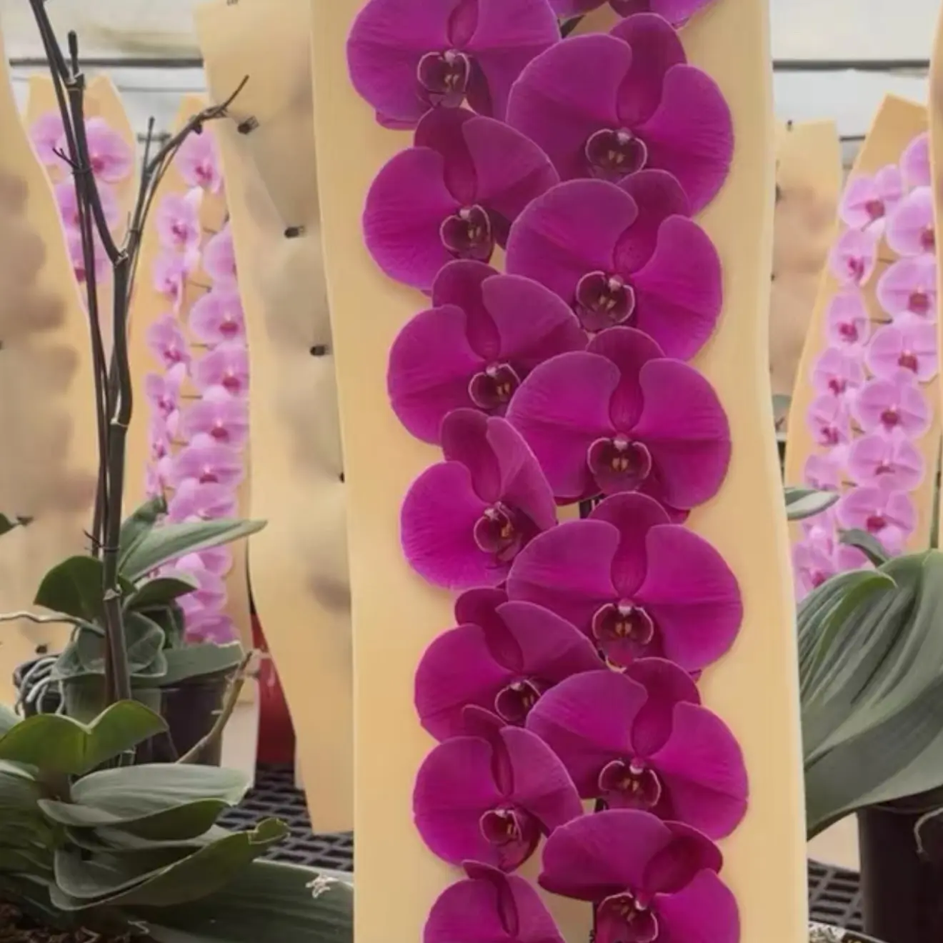 一物一拍龙兰年宵花蝴蝶兰花卉绿植室内盆栽