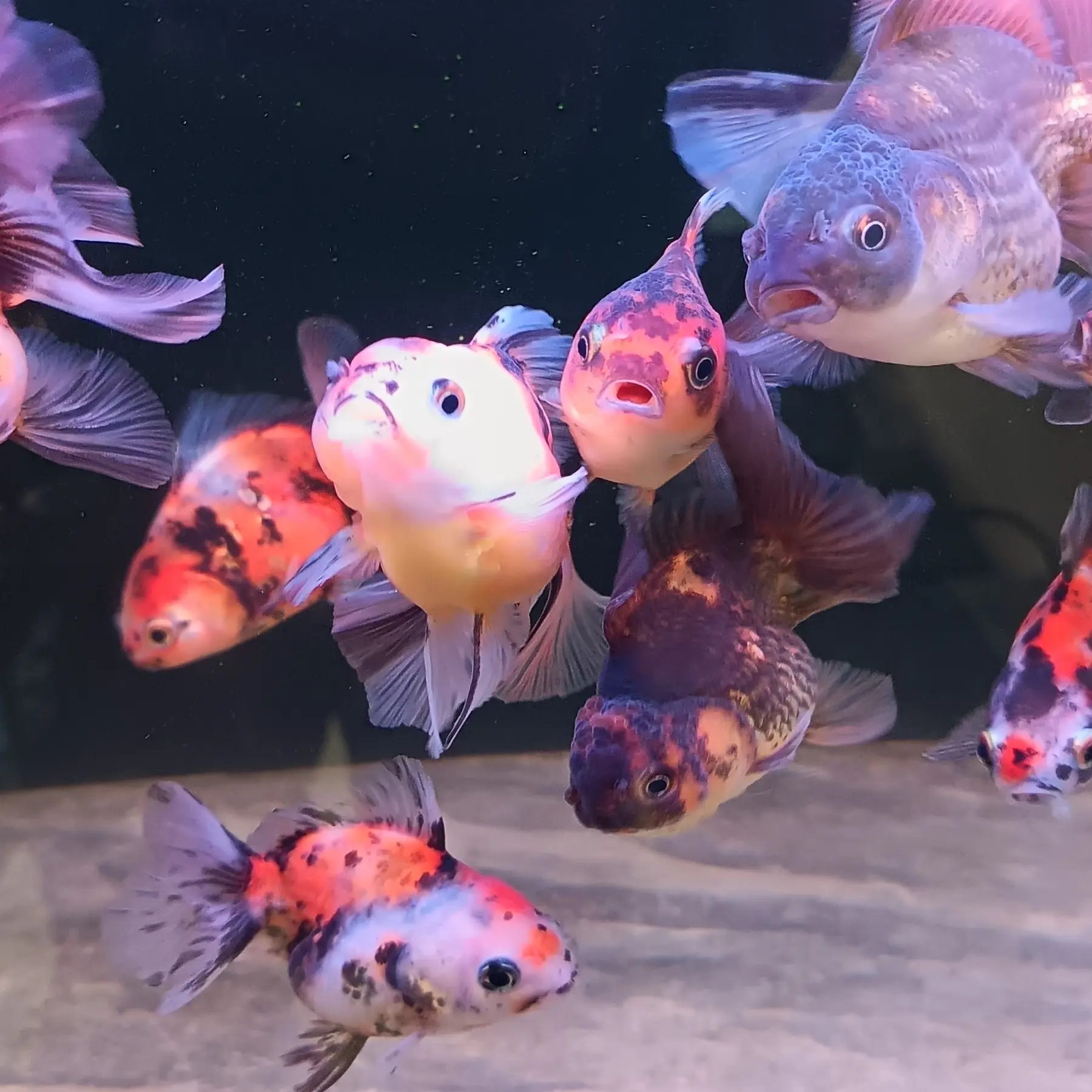 好养耐活兰寿金鱼冷水淡水观赏鱼