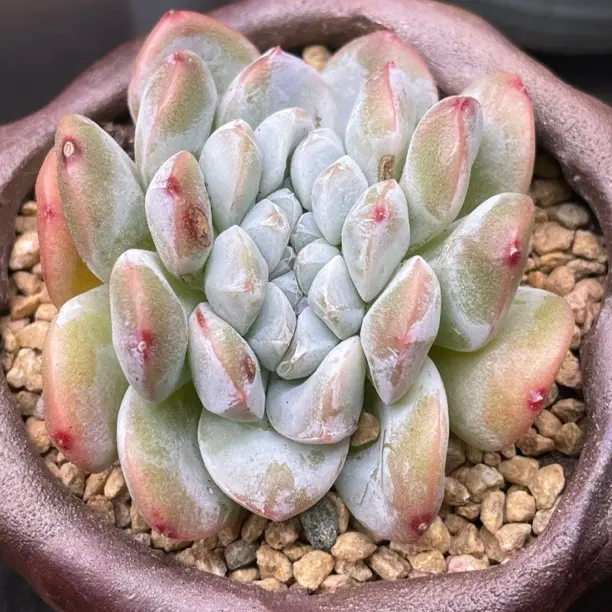 多肉冰玉缀化老桩