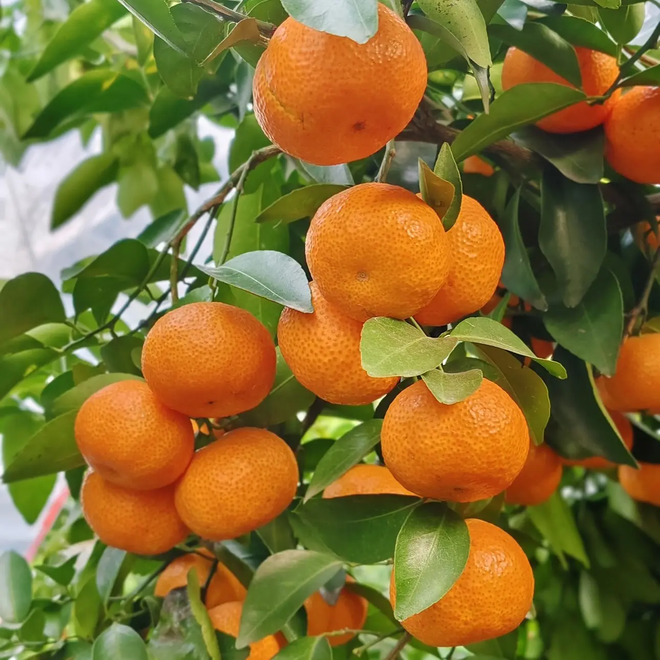 云南本地小砂糖橘 橘子味好浓好浓