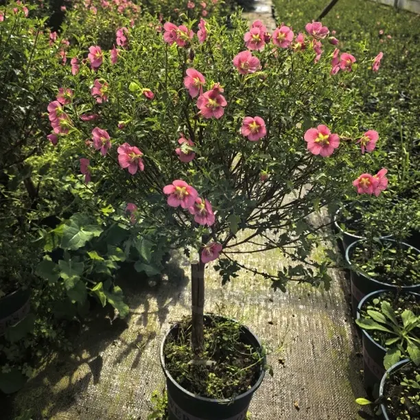 耐寒爆花小木槿棒棒糖四季开花阳台庭院新手好养开花不断易活花卉