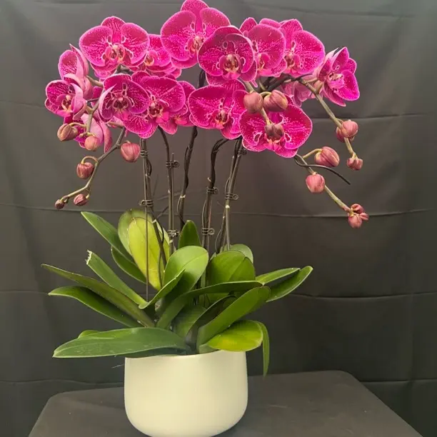 蝴蝶兰《大将军》带花剑盆栽四季开花室内办公室观花绿植花卉