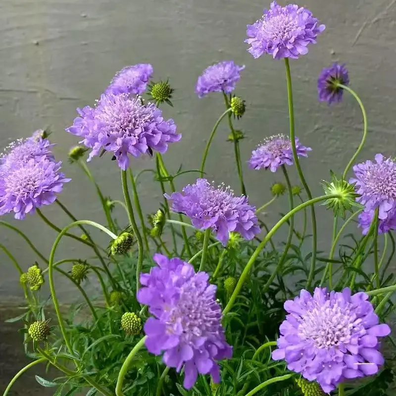 【蓝盆花】盆栽耐热耐寒花期长适合阳台庭院多年生花卉
