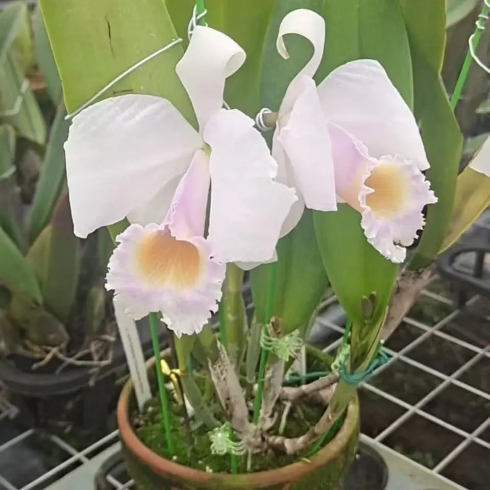 哥伦比亚之光舒罗自交实生小苗卡特兰洋兰花卉盆栽保苗不保花