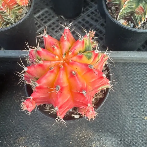 仙人球锦 五彩牡丹盆栽防辐射四季开花好活净化空气