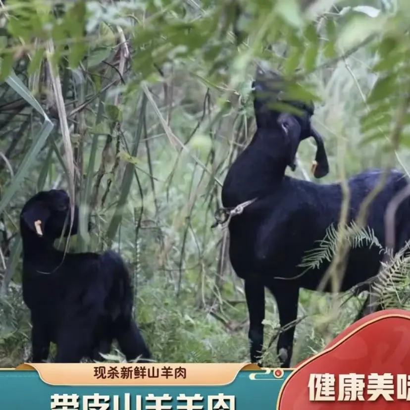 广西都安黑山羊（一物一拍）直播间改价