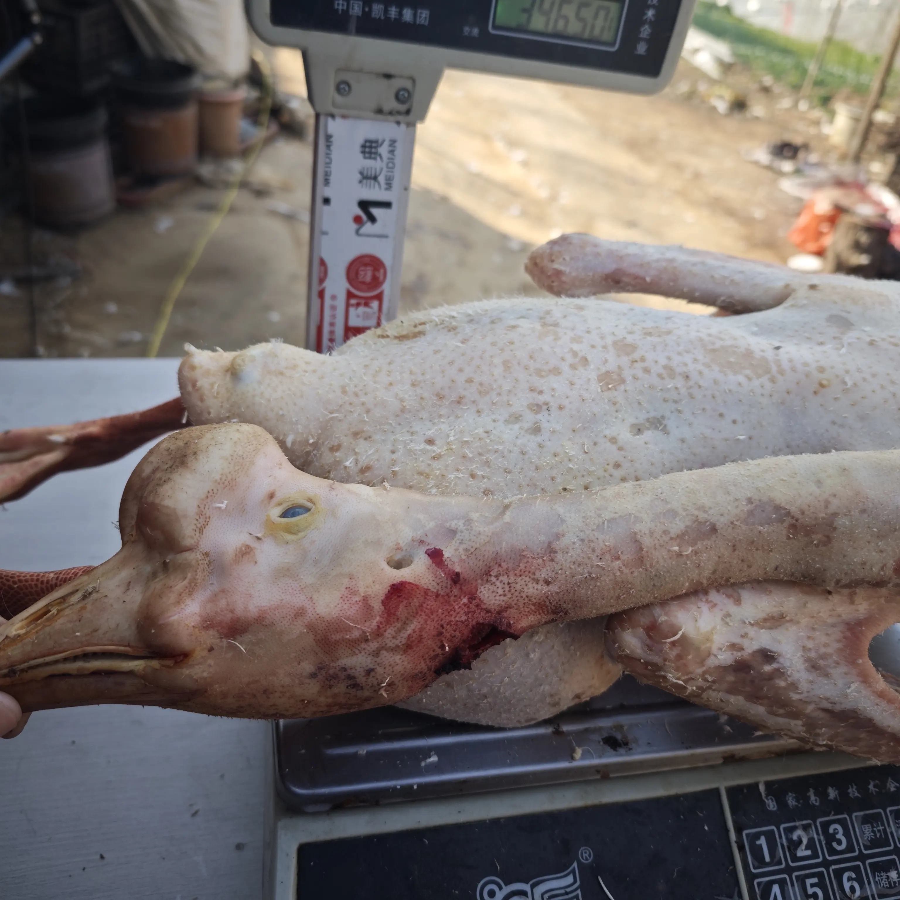 农家散养皖西大白鹅新鲜现宰（山南施芳芳）胗爪心肝肠