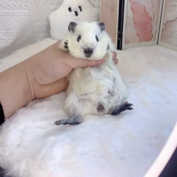 「特价」包子脸白加州荷兰猪弟弟背部有逆毛