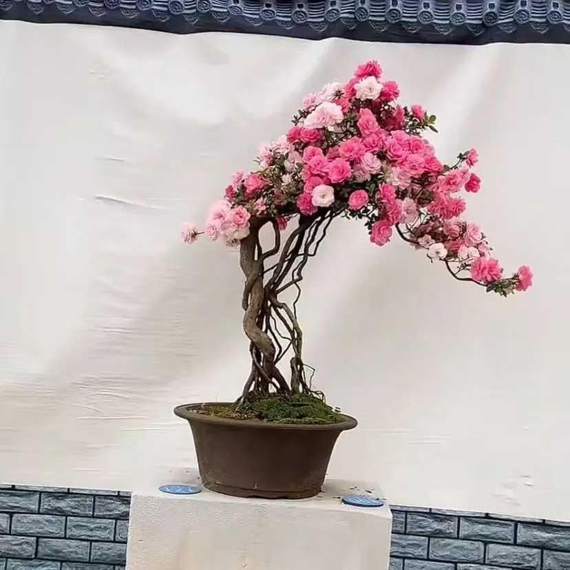 耐寒耐热杜鹃花老桩基地直发