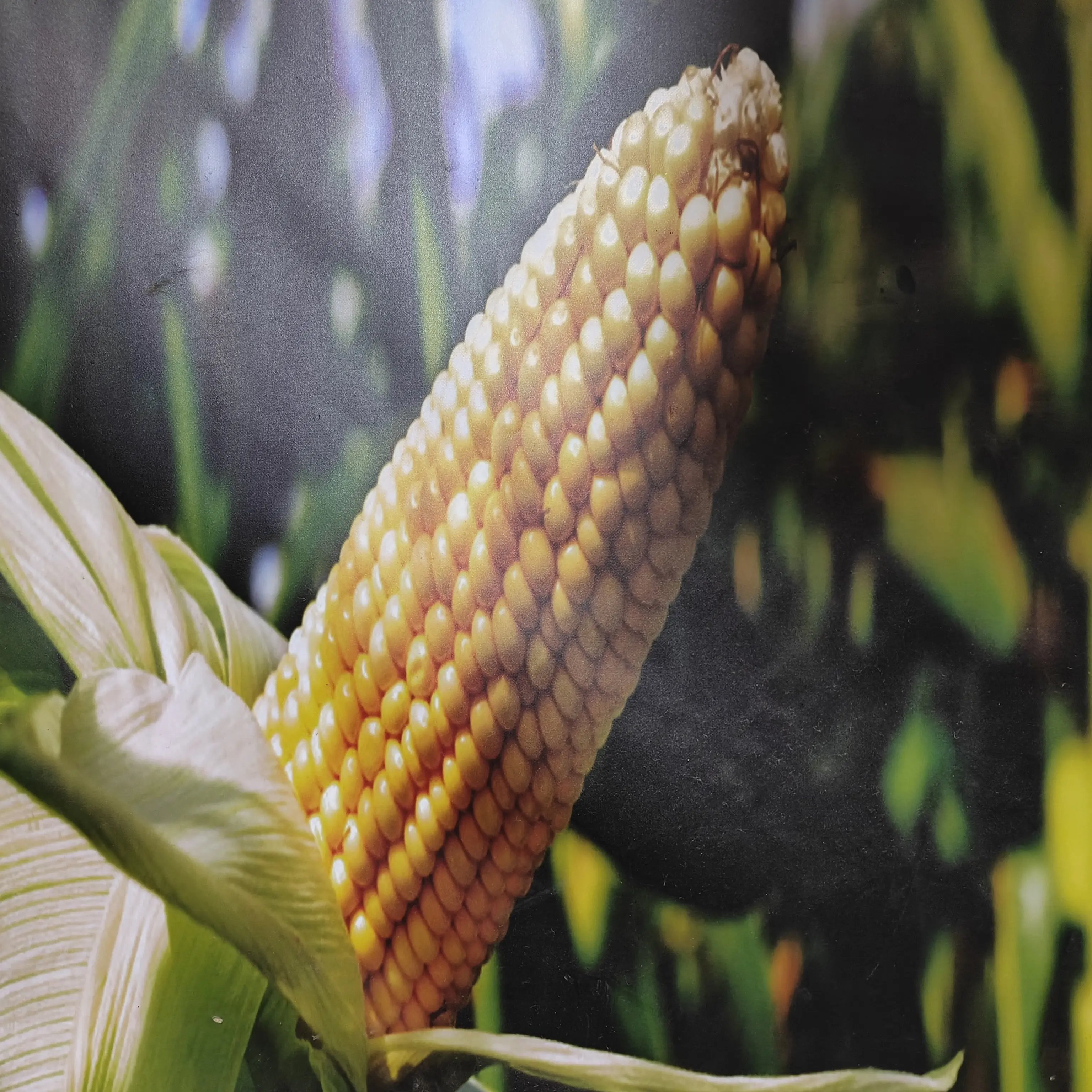 郑单958天时527升级版提纯复壮高产玉米种正品叶面肥