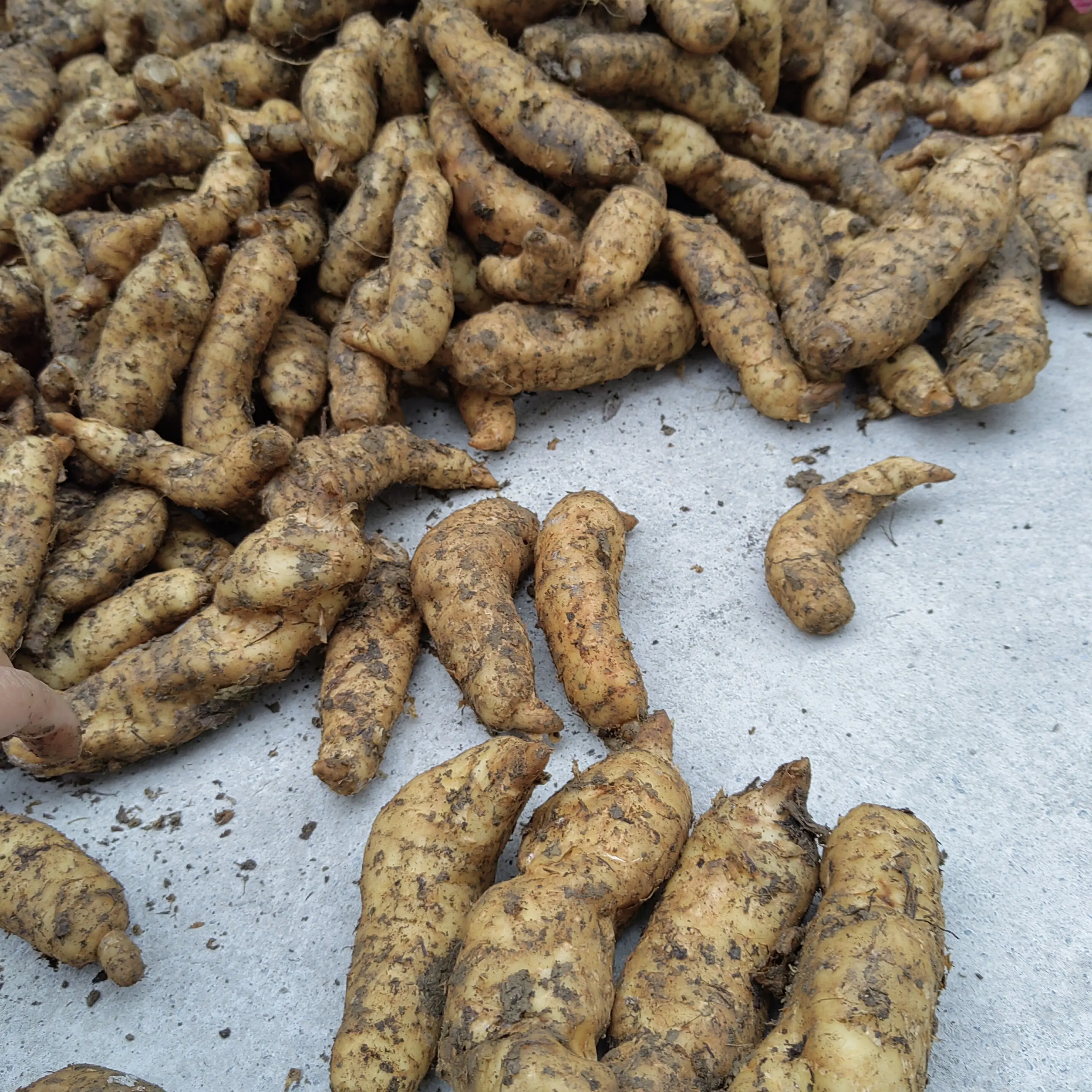 现挖秦岭鲜天麻冬麻干天麻中药材野外种植天麻大号500克包邮