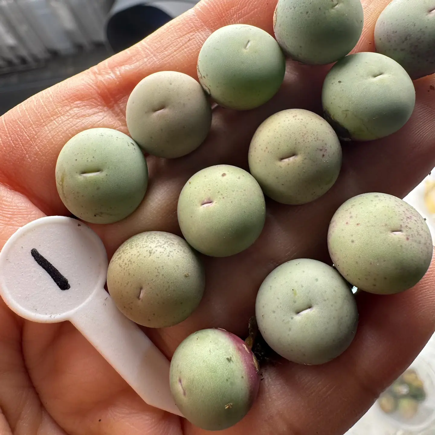 【天津专场】1多肉植物肉锥v嘴一颗