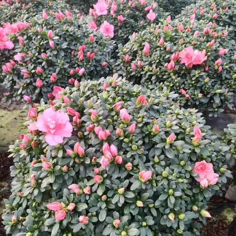 精品樱桃粉带花苞杜鹃花盆栽四季开花室内外好养易活花卉