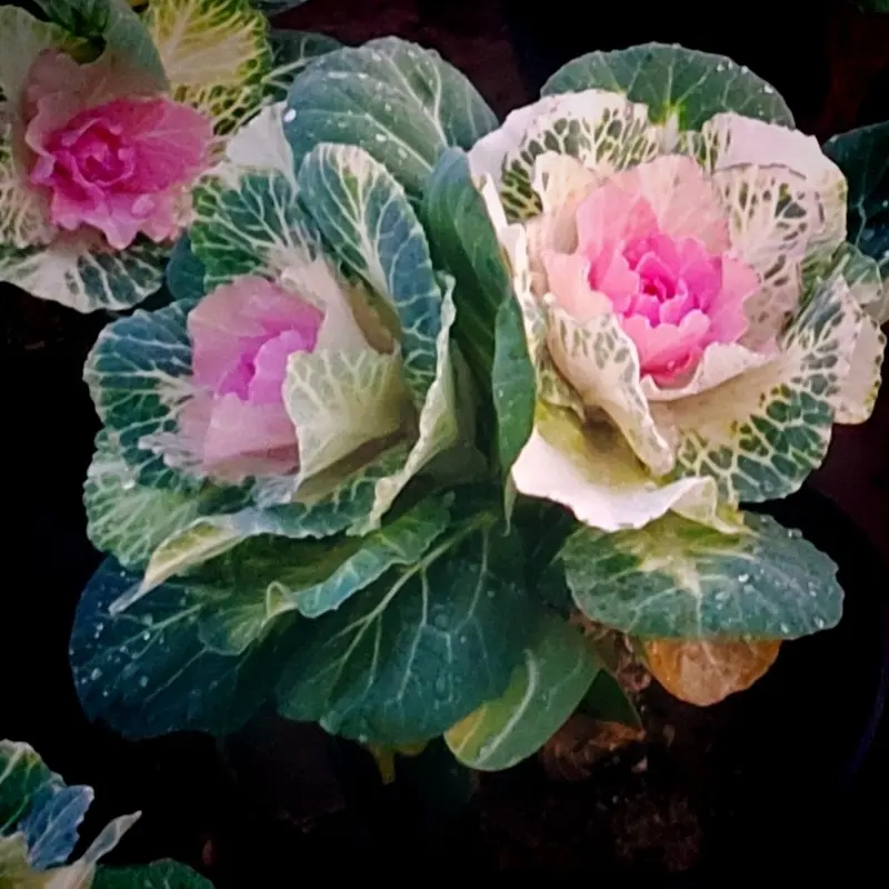 羽衣甘蓝耐寒耐热多年生观叶植物适合阳台庭院