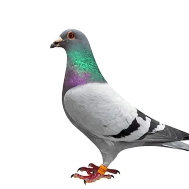 成绩鸽模型血统鸽模型砂眼黄眼鸽子脚环号鸽子用品鸽子模型