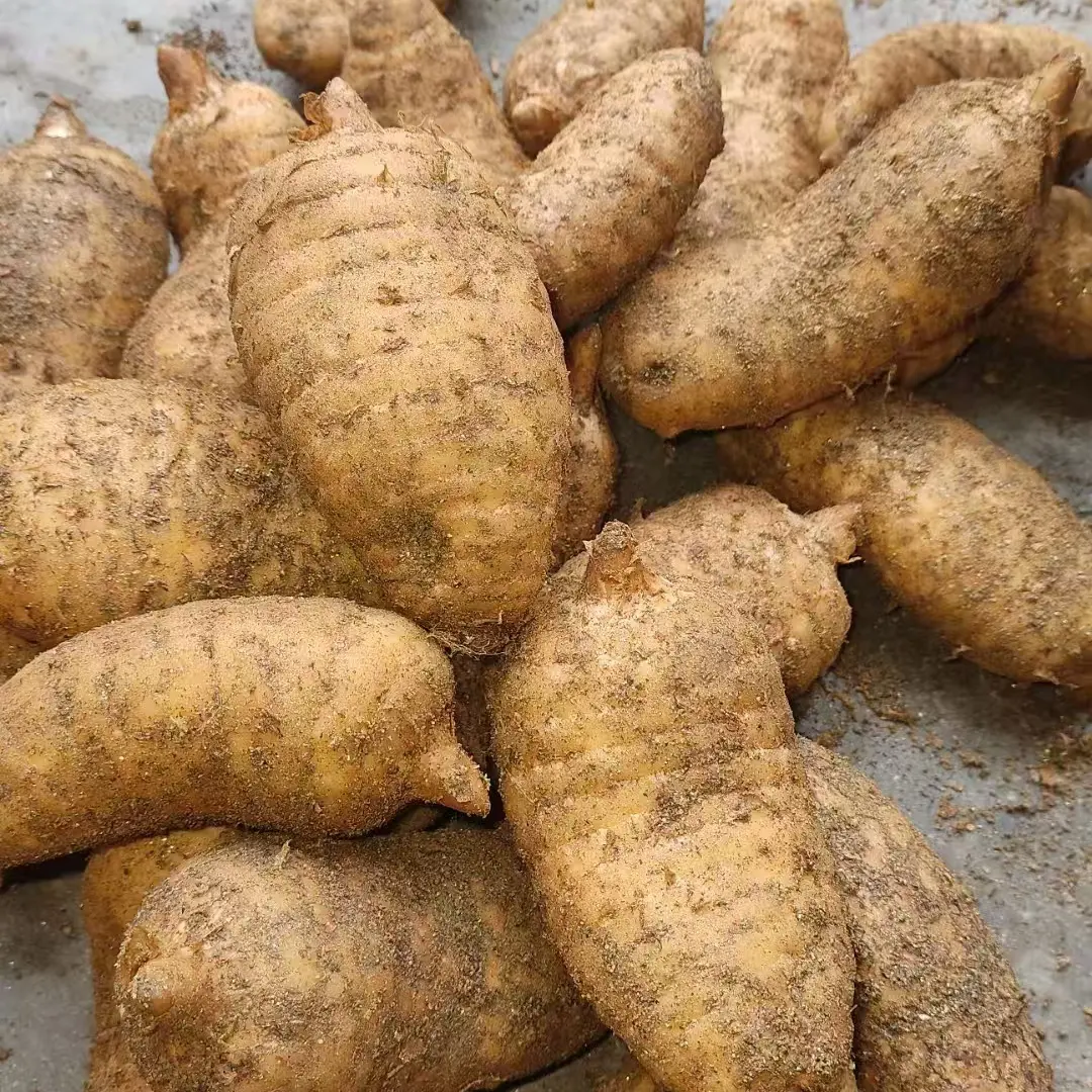 秦岭大山鲜天麻野生种植