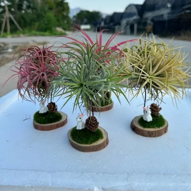 空气凤梨兔子底座系列大熊猫桌摆组合美观净化空气懒人植物