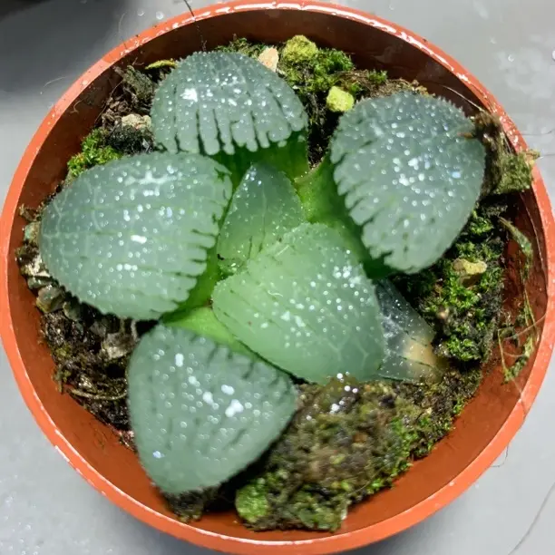 天空之镜玉露【多肉植物】新手好养适合室内阳台盆栽