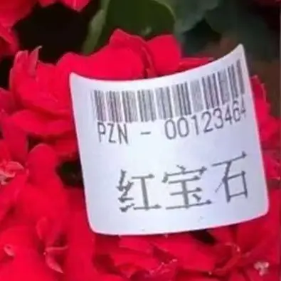 长寿花（红宝石）110盆