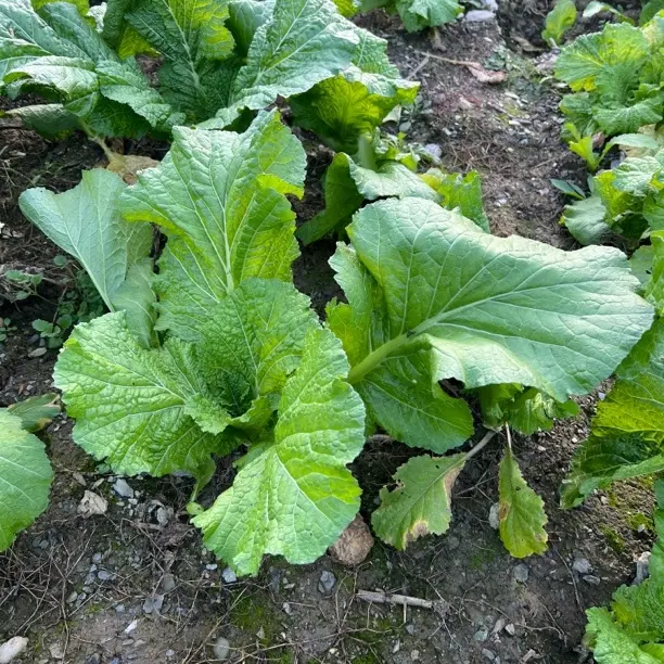 旬阳本地农家自种芥菜青菜新鲜发货