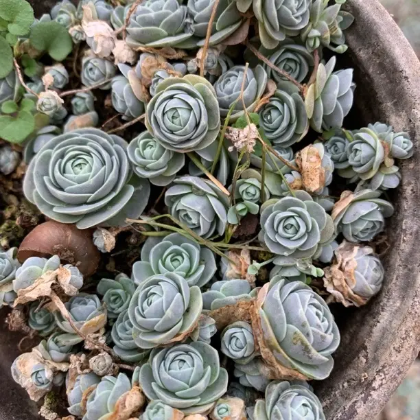 子持莲华多肉120盆植物新手好养云南基地