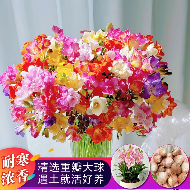 香雪兰大种球小苍兰耐寒浓香盆栽室内外花卉四季易种开花植物种子