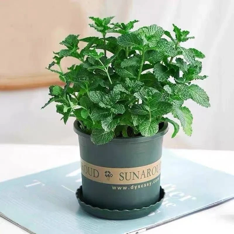 薄荷盆栽泡茶留兰香耐寒室内桌面驱蚊虫绿植
