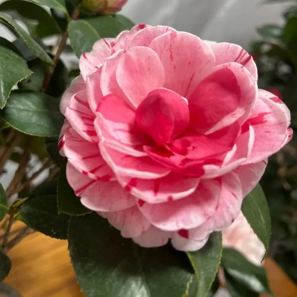 五色赤丹山茶花盆栽带花苞室内外好养易活庭院阳台耐寒耐热绿植