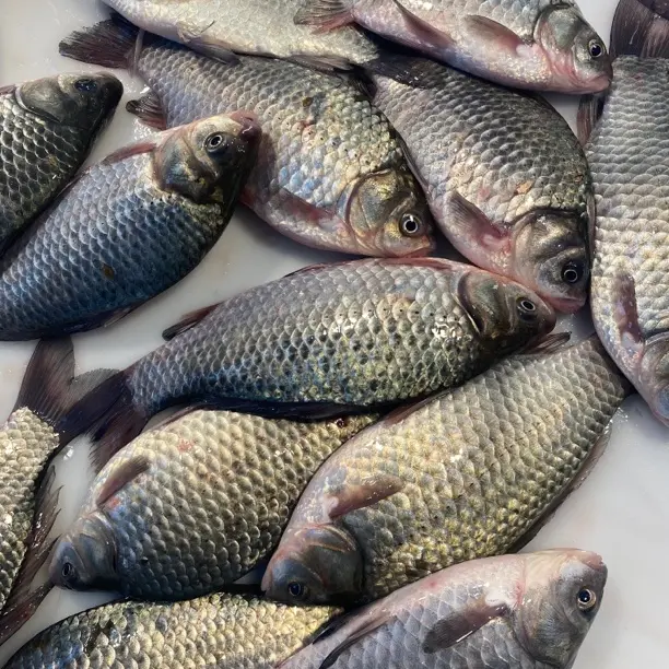 野生鲫鱼8斤顺丰包邮肉质鲜嫩营养丰富
