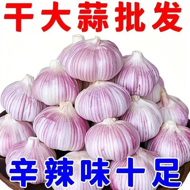 批发价5斤金乡特大号【出版甄选】紫白皮大蒜新干蒜味十足炒菜腌蒜