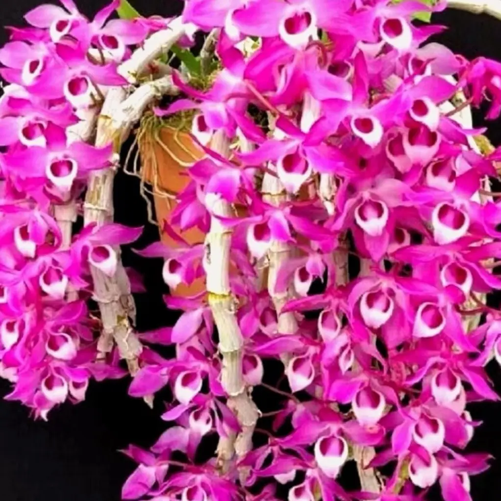 紫瓣石斛盆景石斛兰绿植盆栽绿植种植，花浓香，花期3-5月份兰花