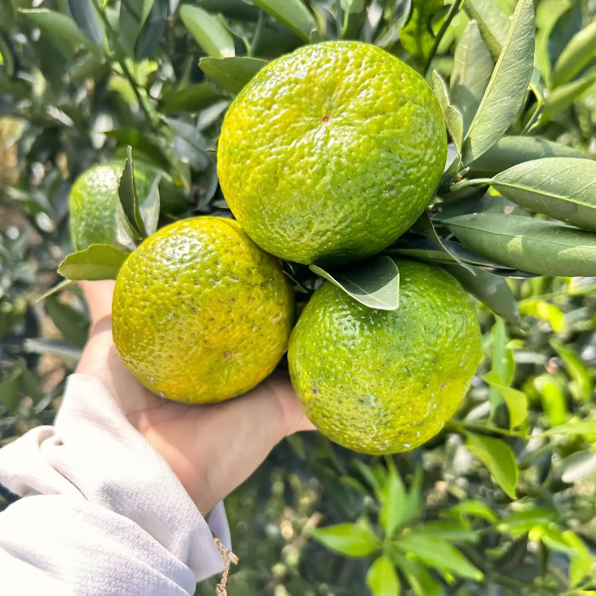 新会陈皮一线产区二红