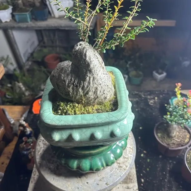 五翅莓树萝卜绿植盆景四季常青