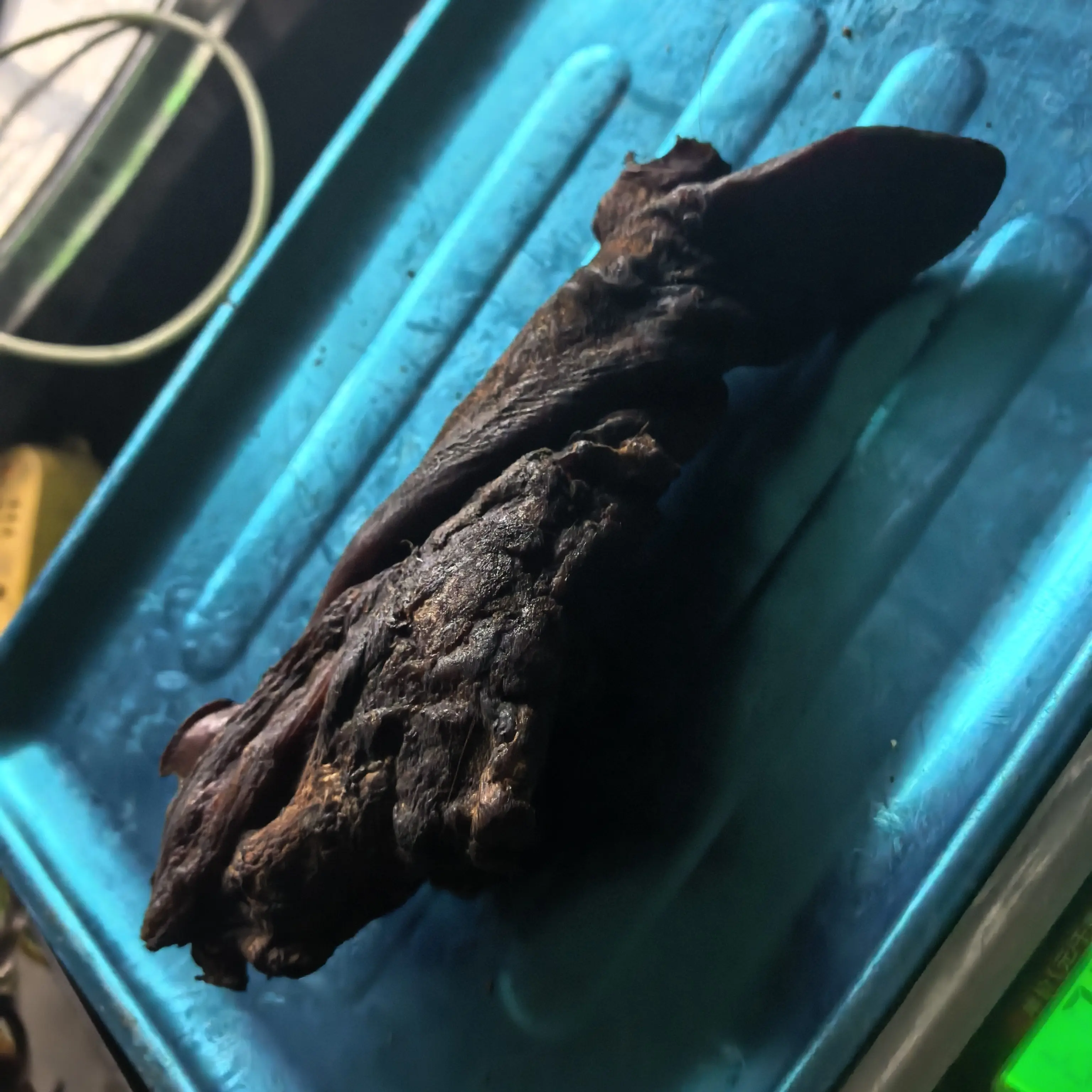 巫溪粮食猪烟熏猪舌