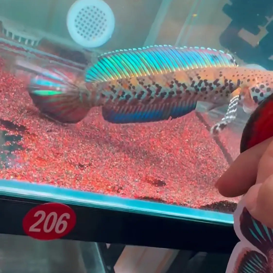 黄嘴幻彩蓝宝石雷龙鱼 互动超强中型雷龙 新手推荐淡水观赏鱼