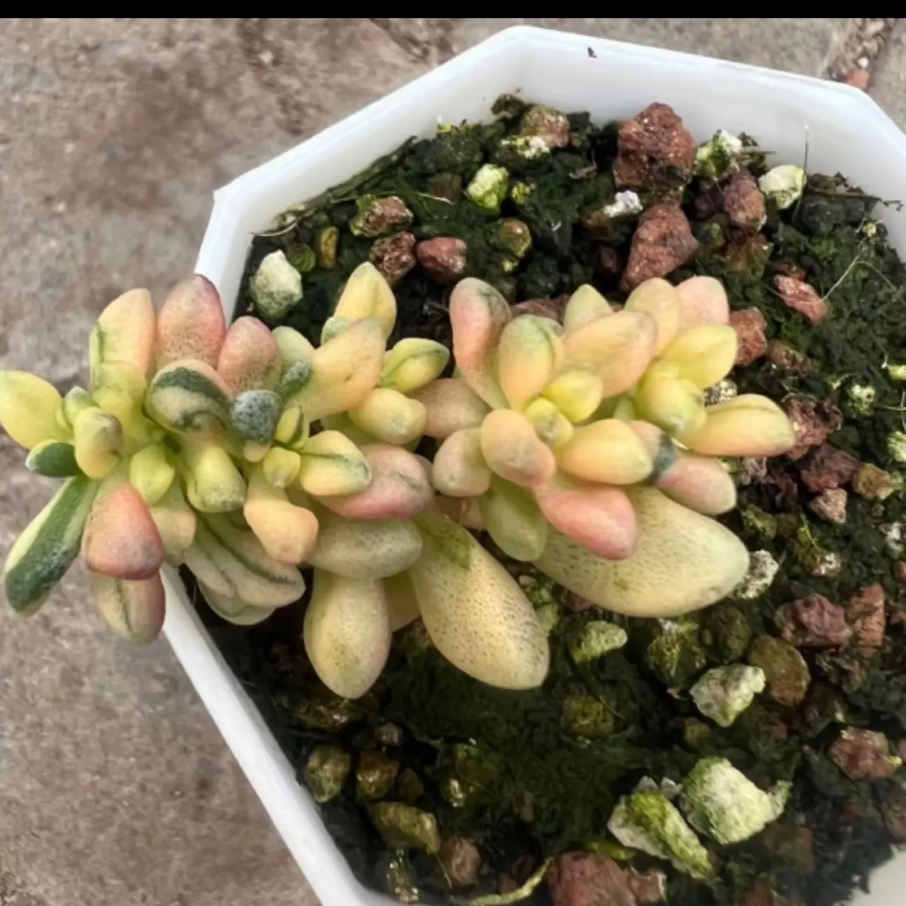七彩白鹭锦多肉好养适合阳台盆栽