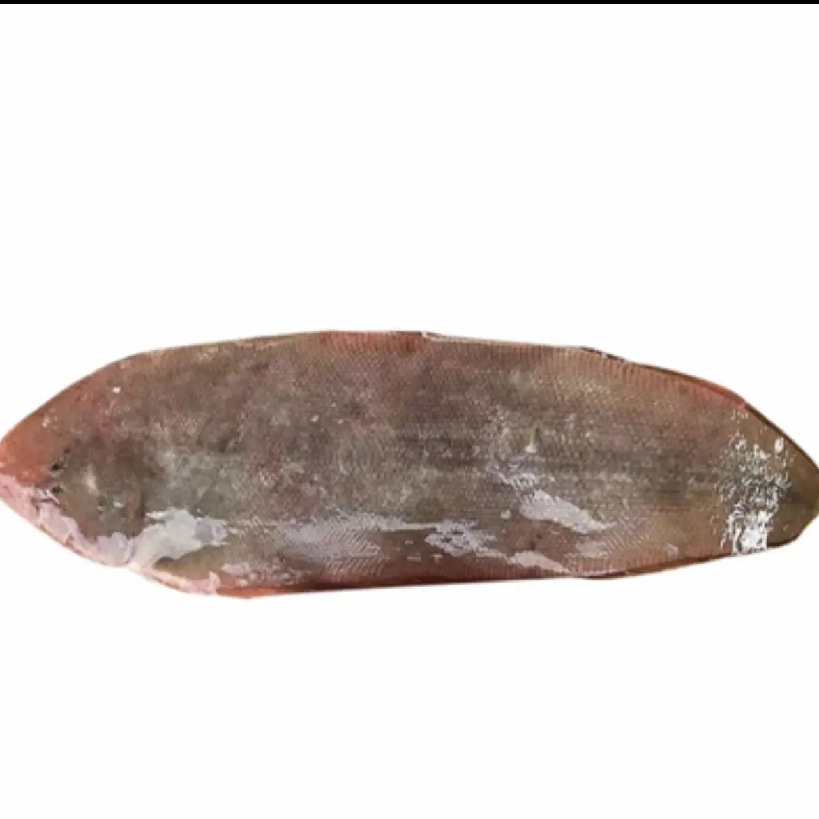 江苏南通吕四渔港纯野生板鱼