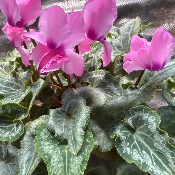 法拉巴啦仙客来带花苞室内花卉好养观花盆栽桌面植物