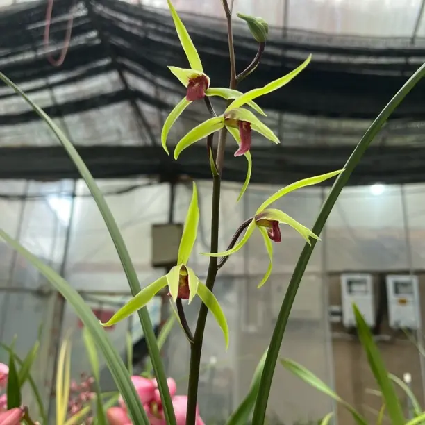 浓香型带花苞兰花好养易活室内外高端精品绿植花卉