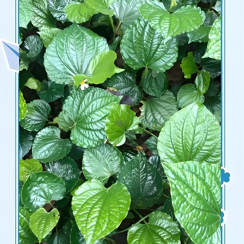 现摘新鲜新鲜独立包装现摘蛤蒌叶
